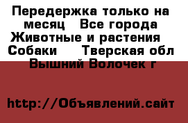 Передержка только на месяц - Все города Животные и растения » Собаки   . Тверская обл.,Вышний Волочек г.